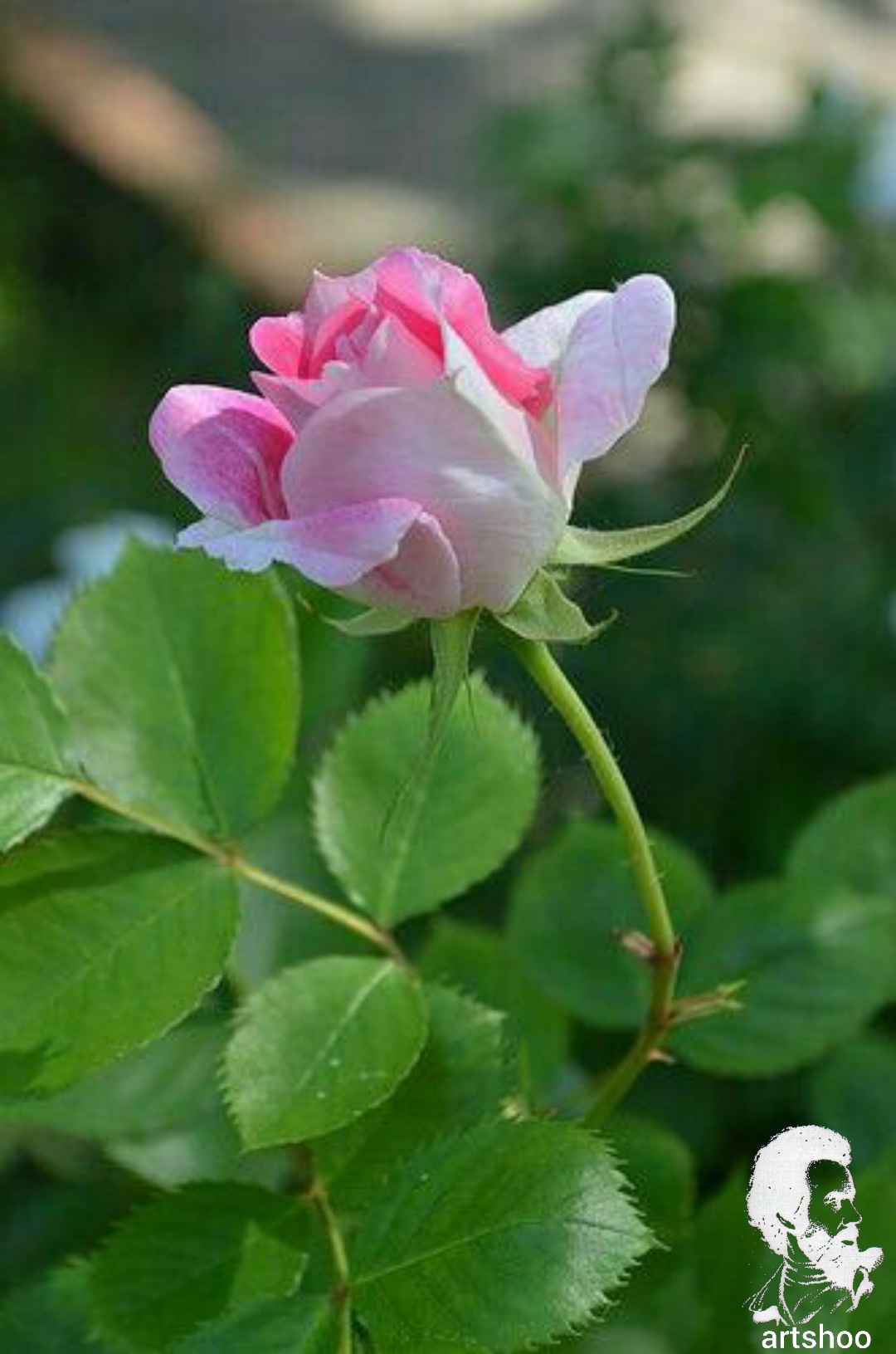 گل اورژینال رنگ روغن